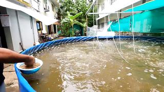 आधुनिक पद्धतीची माशांची शेती _ Biofloc fish farming