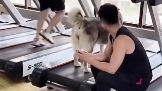 Sabah Sporu???? #shorts #pati #pet #pets #dog #sports #nature #keşfet #reels #viral #top @ndogaltv. Upload