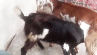 Rani Vs Kalo