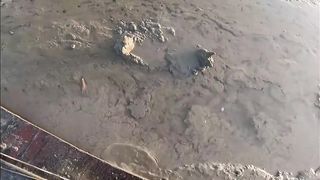 आणि त्यांना काट्यावर विकून भेटले येवढे पैसे _ Mud Crab Hunting