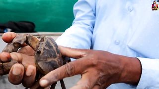 खेकडा पालन _ Crab Farming _ Crab Farming Business #crab #farming