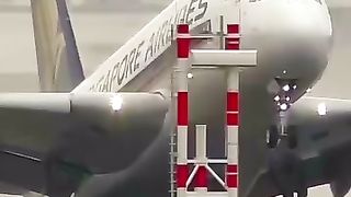 The white lion fly