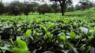 Tea Garden Central Java