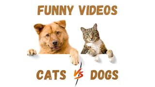 funny videos - cats and dogs