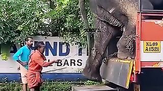 Terrible_or_Brilliant__#elephant_#DropOffElephant_#yanzeemee_#ctto_#ytshorts_#trendingvideo(360p).