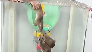 Monkeys play with mice