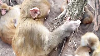 a frightened little monkey came down from the tree