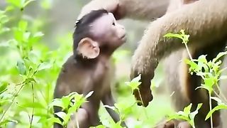 invite the little monkey to play with his friends