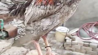 The rooster on the wall