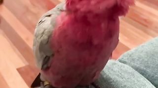 Parrot home bread