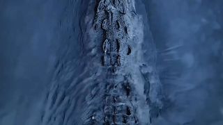 –Incredible footage captures crocodiles in pursuit of prey beneath a Costa Rican bridge.????