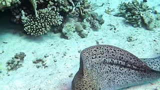 Have you ever met MORAY ???? face to face before ????