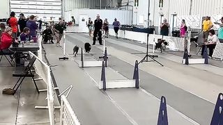 Should the 4th dog be banned_ #dogs #sports #flyball #racing #sprinter #fast