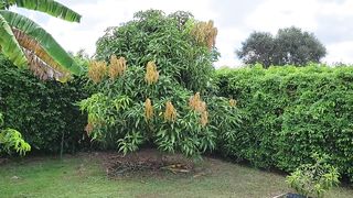 Backyard Mango Trees - Full Tour (Alphonso, Pickering, Coconut Cream, Honey Kiss)