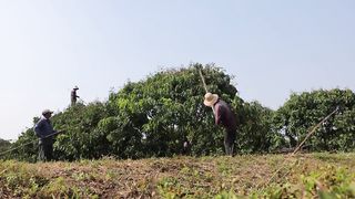 Growing and Harvesting Longan Thousands of Tons in My Village to Sell - Agriculture Technology