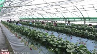 The Success Of Strawberry Farming Japan _ Sweet Red Strawberry Japanese Agriculture
