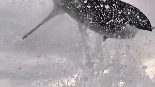 The HIGHEST JUMP GREAT WHITE SHARK attack