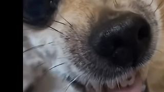 Perkelahian mengerikan anjing vs kucing