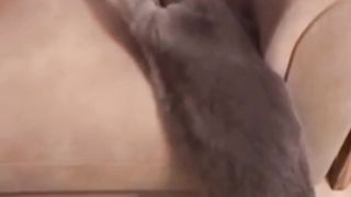 Animals are human's friend