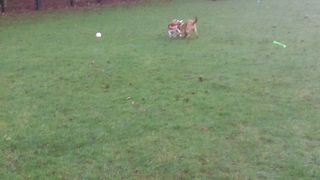 Bessie Pluto & Riley's Playtime Shenanigans