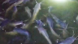Apakah kolam butuh lampu penerangan atau TIDAK❓