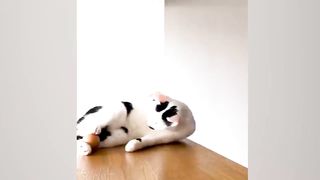 Funny animal moments(11)
