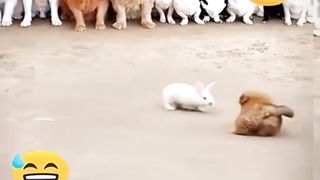 Animals moment