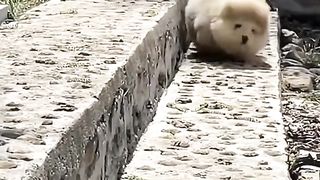 Best funny dogs videos