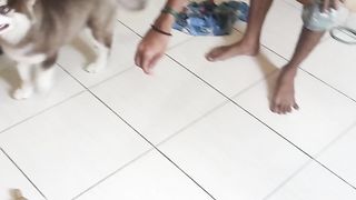 Siberian husky pretty