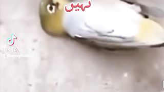 Ak prindy ka piar