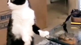 Funny action 39