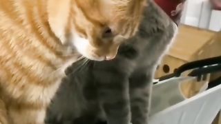 Funny action 40