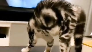 Funny action 41