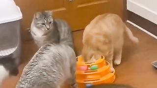Funny action 42