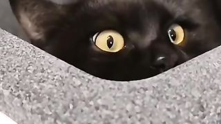 Funny action 43