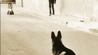 Regardez le chien