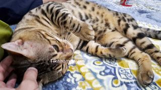 Crazy cat Funny  video cat 12