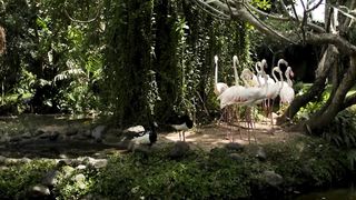 ANIMALS BEAUTY OF NATURE