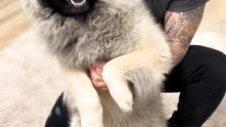 Dog Chiropractor - Part 1