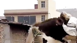Video 433