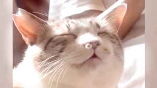????Funniest Cats and Dogs Videos ???????? || ???????? Hilarious Animal Compilation №003????????