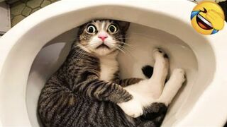 20 mins Of Funniest Animals ???? New Funny Cats and Dogs Videos