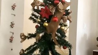 New year animals????FUNNY CATS AND DOGS????????and other animals ????????