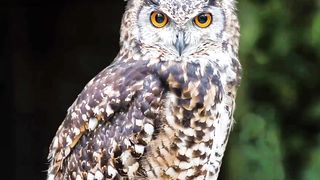 How Animals Look Without Fur ????????