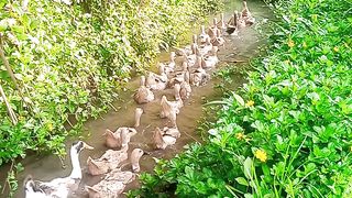 melihat bebek