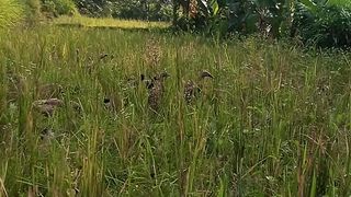 Bebek mencari makan