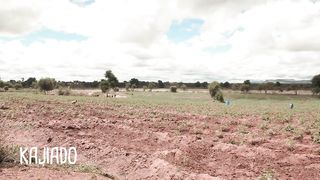 A Step-by-Step Plan for Profitable Tomato Farming on 4 Acres in Kenya