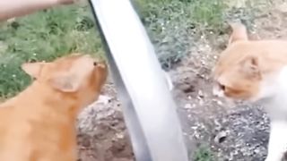 Cara memisah kucing yg lagi berantem