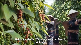 How Vietnamese Farmers Produce Tons of Black Pepper - Black Pepper Farming @HappyFarm85