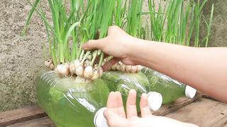 Breeding method to grow garlic quickly to harves